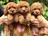 Bebek Gibi Toy Poodle Yavrularımız Hazır
