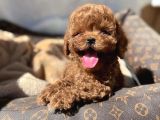 Bebek Gibi Toy Poodle Yavrularımız Hazır