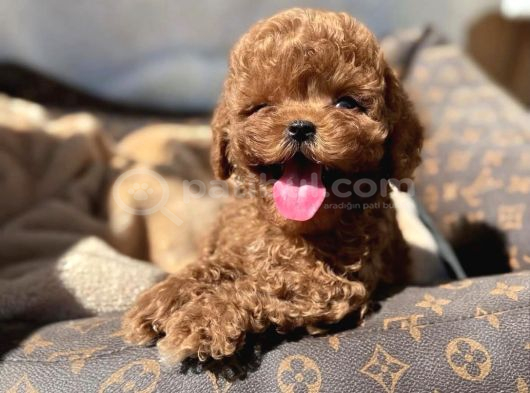 Bebek Gibi Toy Poodle Yavrularımız Hazır görsel