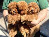 Bebek Gibi Toy Poodle Yavrularımız Hazır