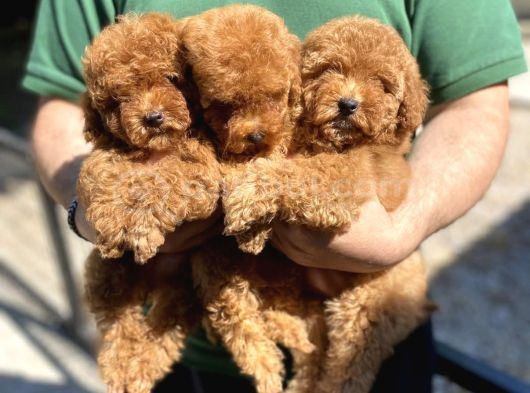 Bebek Gibi Toy Poodle Yavrularımız Hazır görsel