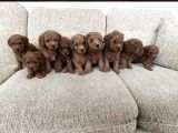 Bebek Gibi Toy Poodle Yavrularımız Hazır
