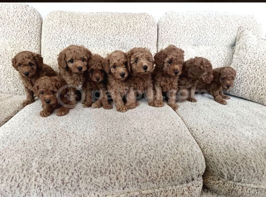 Bebek Gibi Toy Poodle Yavrularımız Hazır görsel