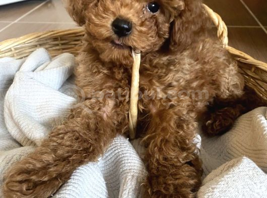 Bebek Gibi Toy Poodle Yavrularımız Hazır