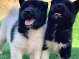 Ameri̇kan Aki̇ta Inu Yavrulari