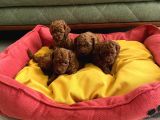 Toypoodle Kore Orjinal Ev Ortamında