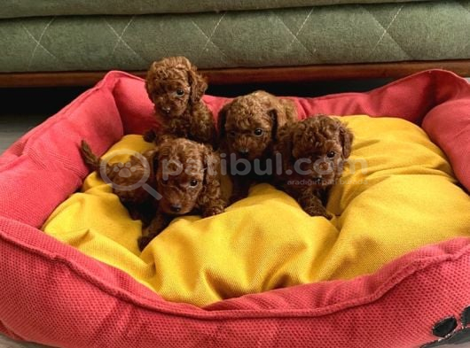 Toypoodle kore orjinal ev ortamında