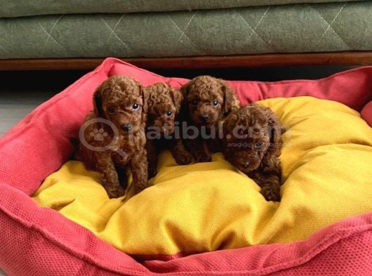 Toypoodle Kore Orjinal Ev Ortamında görsel