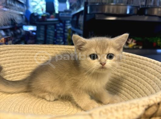 Mükemmel Renklerde British Blue Golden Yavrumuz görsel