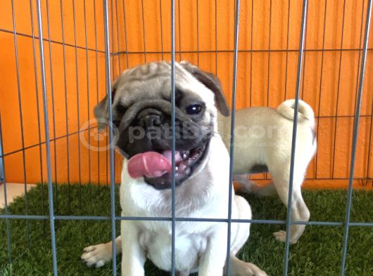 Pug Yavrularımız görsel