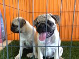 Pug Yavrularımız