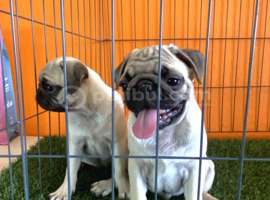 Pug Yavrularımız görsel