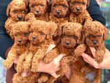 ORJİNAL TOY POODLE YAVRULARIMIZ