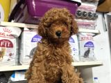Toy Poodle Kore Kan Kg Garantili Yavrularımız