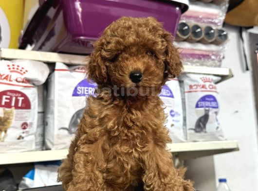 Toy Poodle Kore Kan Kg Garantili Yavrularımız