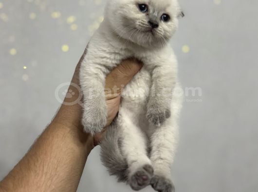 Ayı Surat Top Kafa Üst Kalite Kedilerimiz görsel