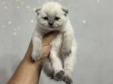 Ayı Surat Top Kafa Üst Kalite Kedilerimiz