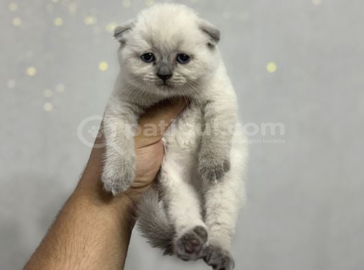 Ayı Surat Top Kafa Üst Kalite Kedilerimiz görsel