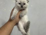 A Kalite Scottish Fold British Yavrularımız