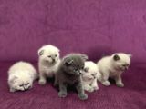 A Kalite Scottish Fold British Yavrularımız