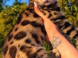 Show Class Bengal Yavrulari Yasal Çiftlikten