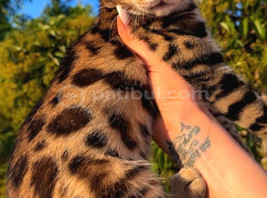 Show Class Bengal Yavrulari Yasal Çiftlikten görsel