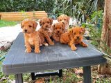 Kaliteli Maltipoo Yavrular  Beyaz Krem Tarçın
