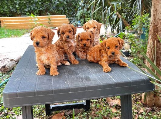 Kaliteli Maltipoo Yavrular  Beyaz Krem Tarçın