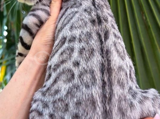 Gerçek Bengal Silver Erkek görsel