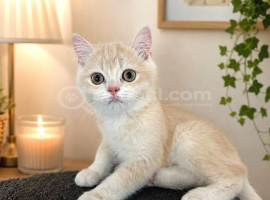 3 Aylık Erkek Cream Golden Yavru görsel