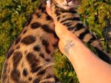 Show Class Bengal Yavrulari yasal çiftlikten