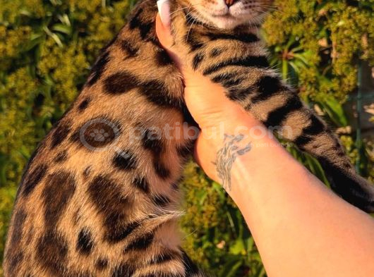 Show Class Bengal Yavrulari yasal çiftlikten