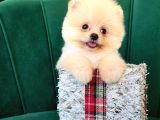 Teddy Pomeranian Boo Yavrularımız
