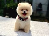 Aşk Tadında Pomeranian Boo Yavrumuz