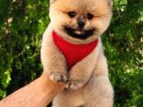 Teddy Pomeranian Boo Yavrularımız