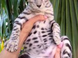 Gerçek Bengal Silver Erkek