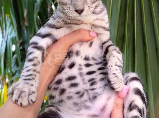 Gerçek Bengal Silver Erkek