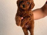Sağlık Testi Altında Teslim Gerçek Poodle Bebekler