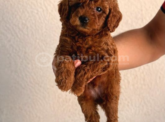 Sağlık Testi Altında Teslim Gerçek Poodle Bebekler görsel