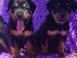 Safkan Rottweiler Yavruları  Sağlıklı Güçlü Ve İyi Bakımlı