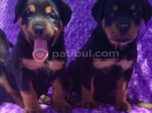 Safkan Rottweiler Yavruları  Sağlıklı Güçlü Ve İyi Bakımlı görsel
