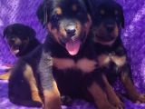 Safkan Rottweiler Yavruları  Sağlıklı Güçlü Ve İyi Bakımlı