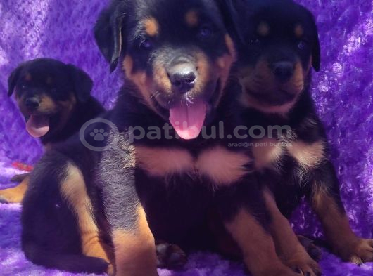 Safkan Rottweiler Yavruları  Sağlıklı Güçlü Ve İyi Bakımlı