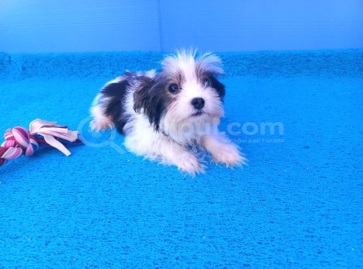 Nese Kaynagi Morkie Yavrularımız görsel