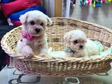 Orjinal bichon FRİSE yavrularımız