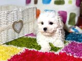 Orjinal Bichon Fri̇se Yavrularımız