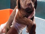Üreti̇ci̇den A Plus Kali̇te Labrador Yavrular