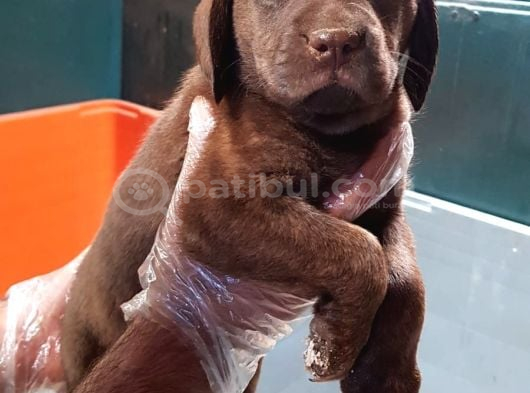 Üreti̇ci̇den A Plus Kali̇te Labrador Yavrular görsel