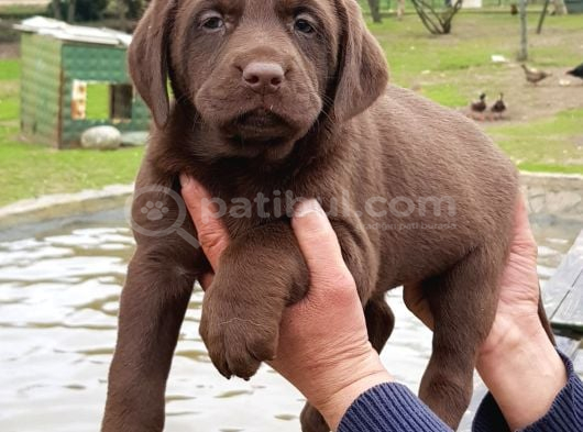 Üreti̇ci̇den A Plus Kali̇te Labrador Yavrular görsel
