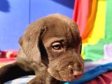 Üreti̇ci̇den A Plus Kali̇te Labrador Yavrular